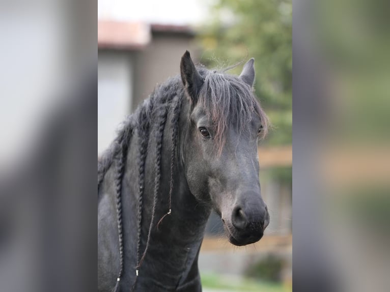 Fries paard Hengst Zwart in Scheibenberg