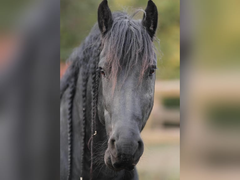 Fries paard Hengst Zwart in Scheibenberg