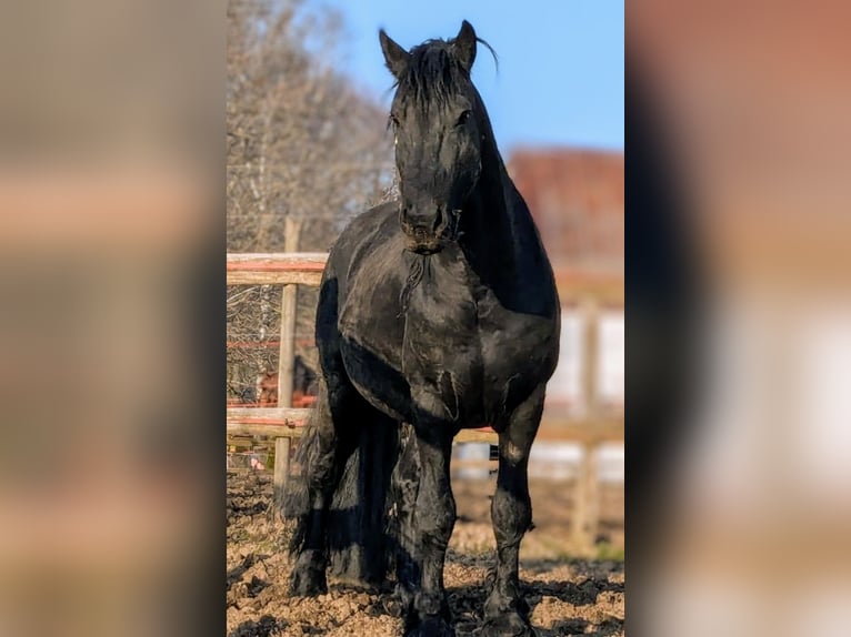 Fries paard Hengst Zwart in Scheibenberg