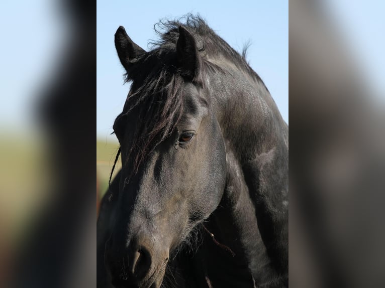 Fries paard Hengst Zwart in Scheibenberg