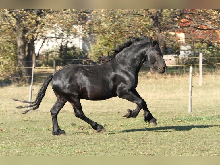 Fries paard Hengst Zwart in Scheibenberg