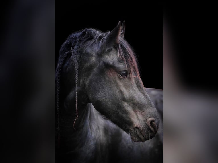 Fries paard Hengst Zwart in Scheibenberg