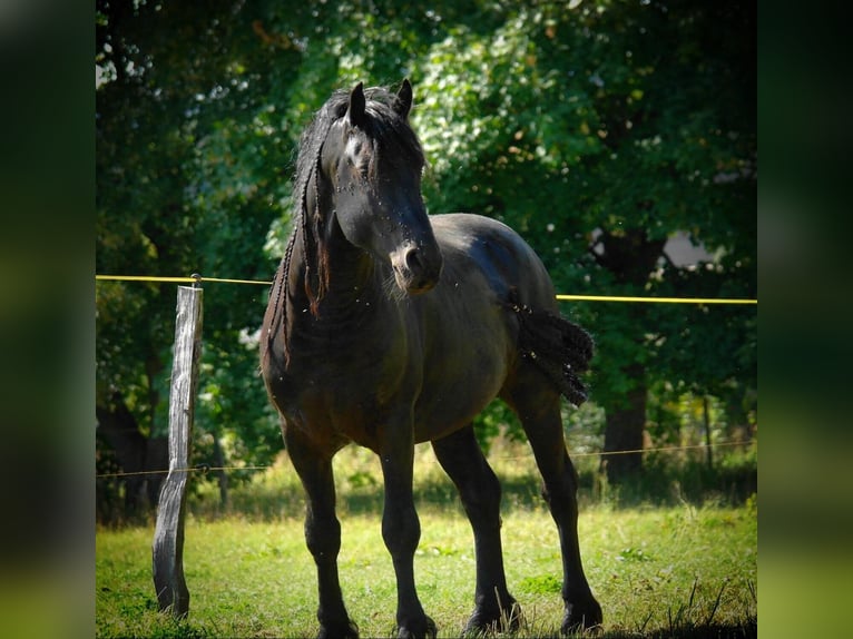 Fries paard Hengst Zwart in Scheibenberg