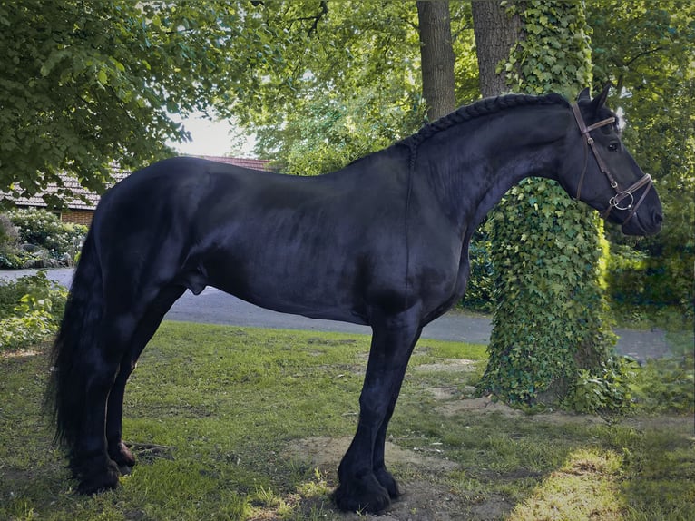 Fries paard Hengst Zwart in Neuenhaus