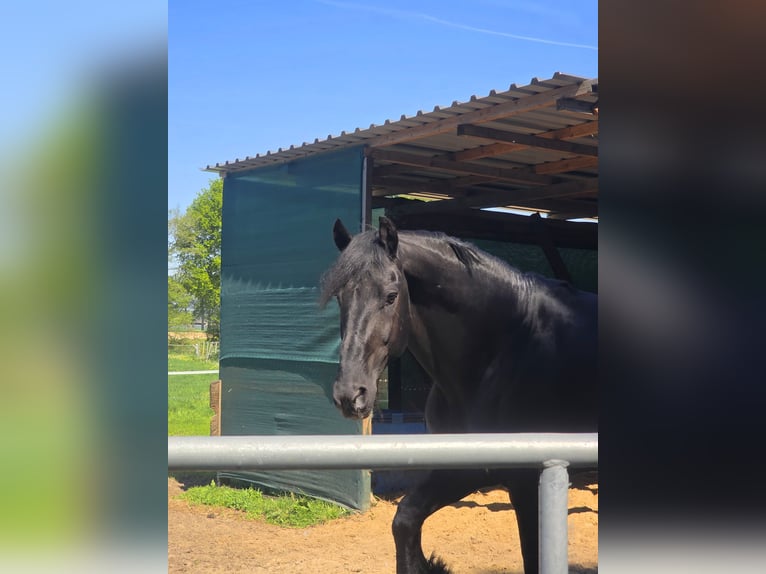 Fries paard Hengst Zwart in Neuenhaus