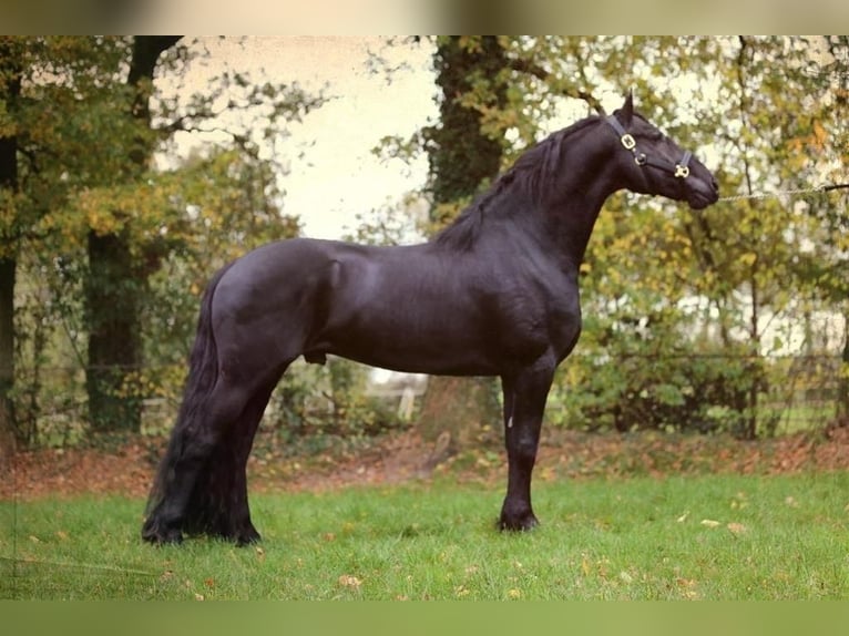 Fries paard Hengst Zwart in Neuenhaus