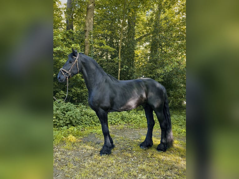 Fries paard Hengst Zwart in Neuenhaus