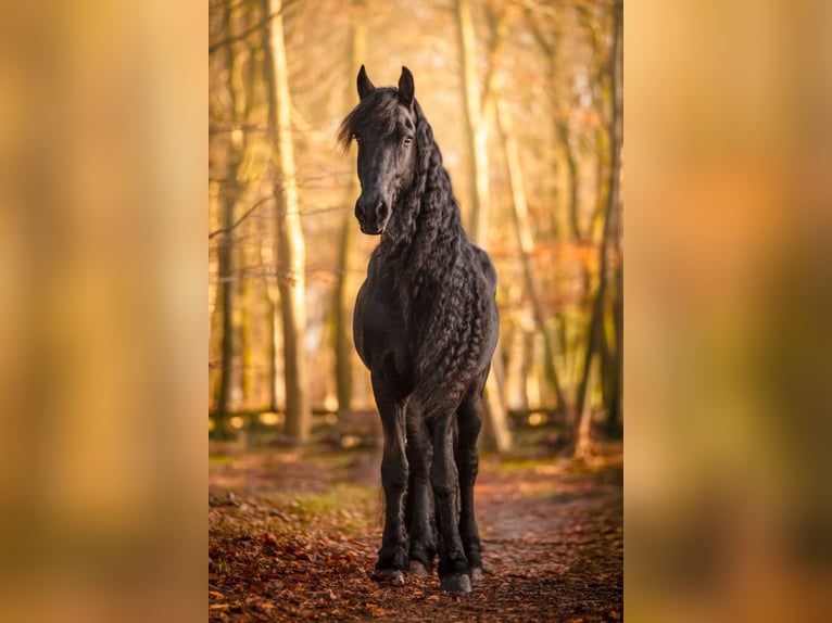 Fries paard Hengst Zwart in Haaksbergen