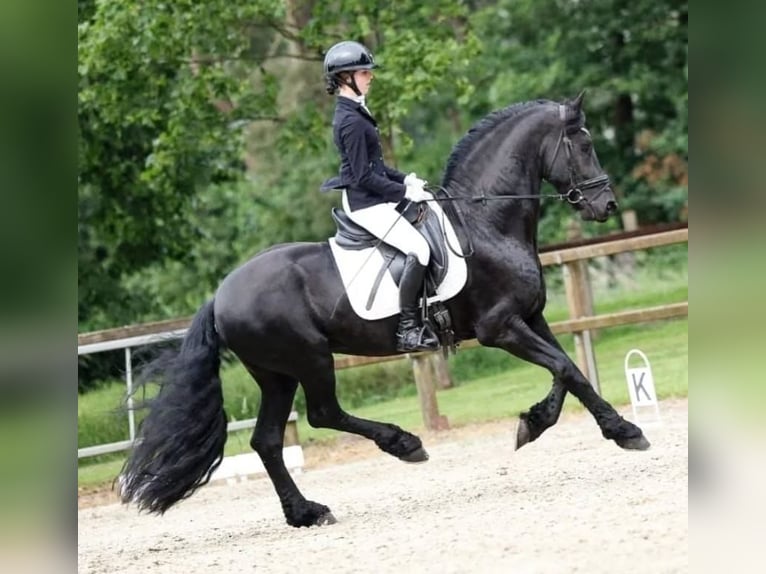 Fries paard Hengst Zwart in Haaksbergen