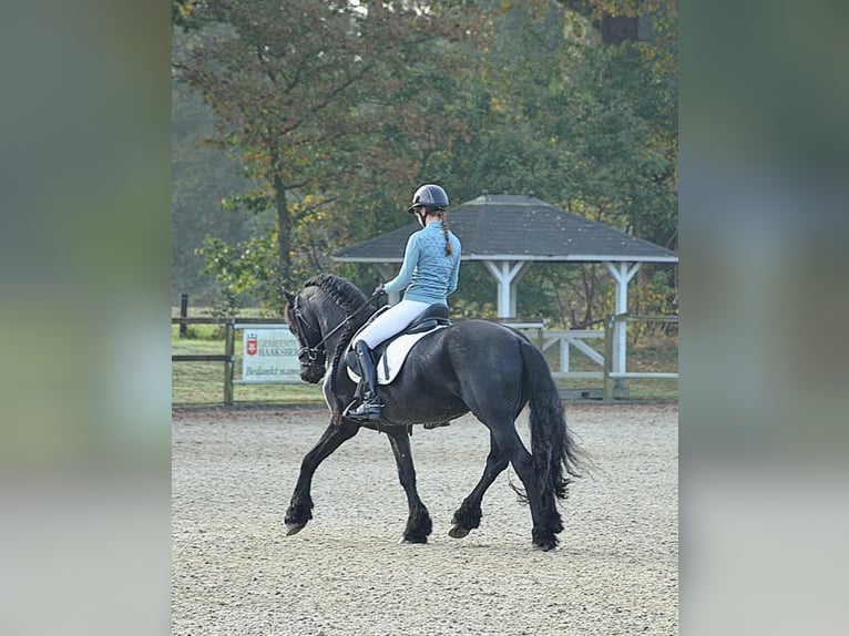 Fries paard Hengst Zwart in Haaksbergen