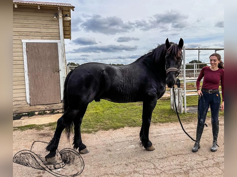 Fries paard Hengst Zwart in Norco