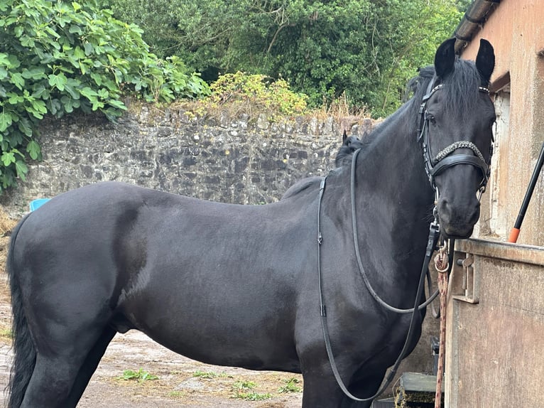 Fries paard Hengst Zwart in Norco