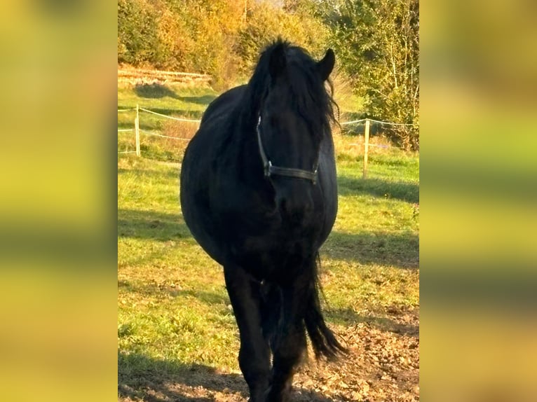 Fries paard Hengst Zwart in Arrach