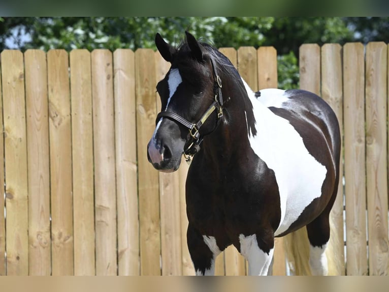 Fries paard Merrie 10 Jaar 152 cm Tobiano-alle-kleuren in Millersburg OH