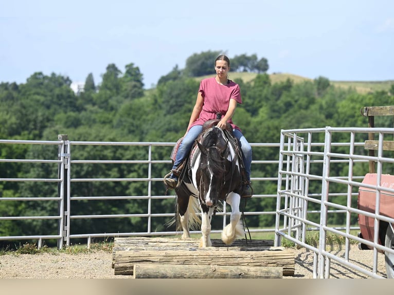 Fries paard Merrie 10 Jaar 152 cm Tobiano-alle-kleuren in Millersburg OH