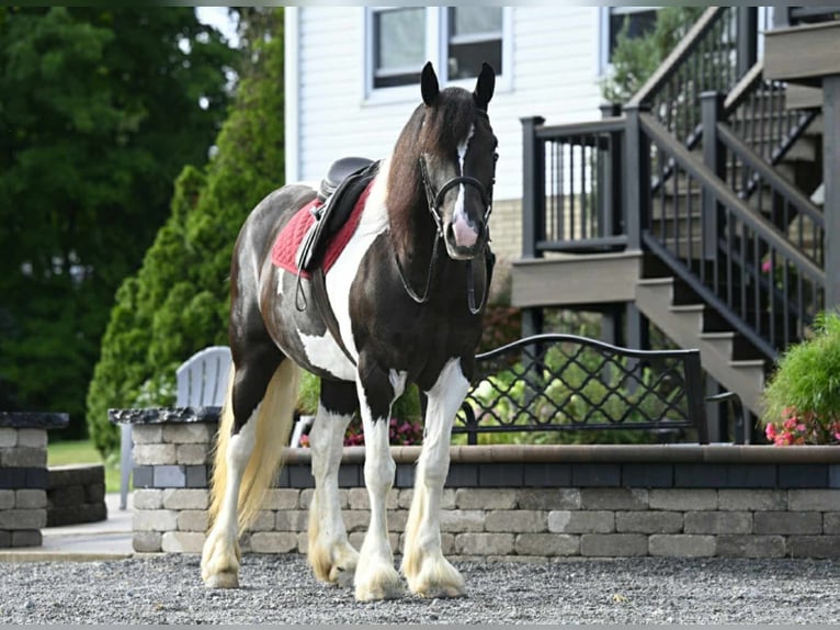 Fries paard Merrie 10 Jaar 152 cm Tobiano-alle-kleuren in Millersburg OH