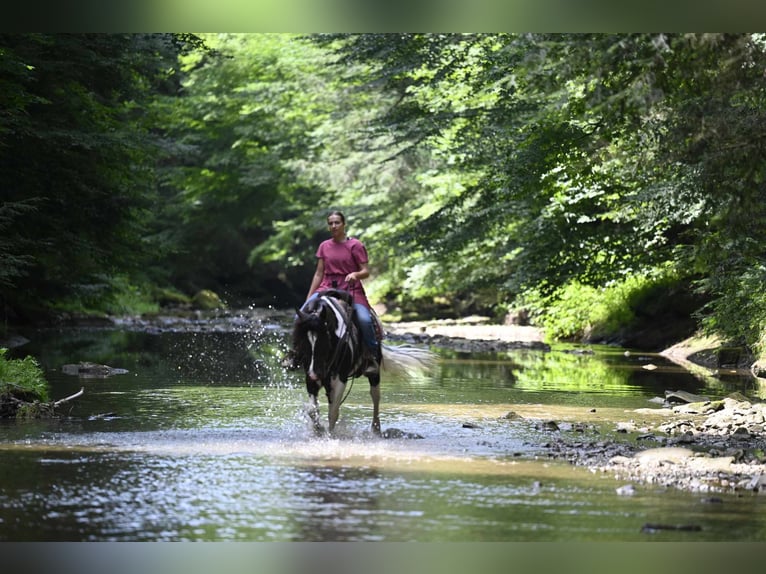 Fries paard Merrie 10 Jaar 152 cm Tobiano-alle-kleuren in Millersburg OH