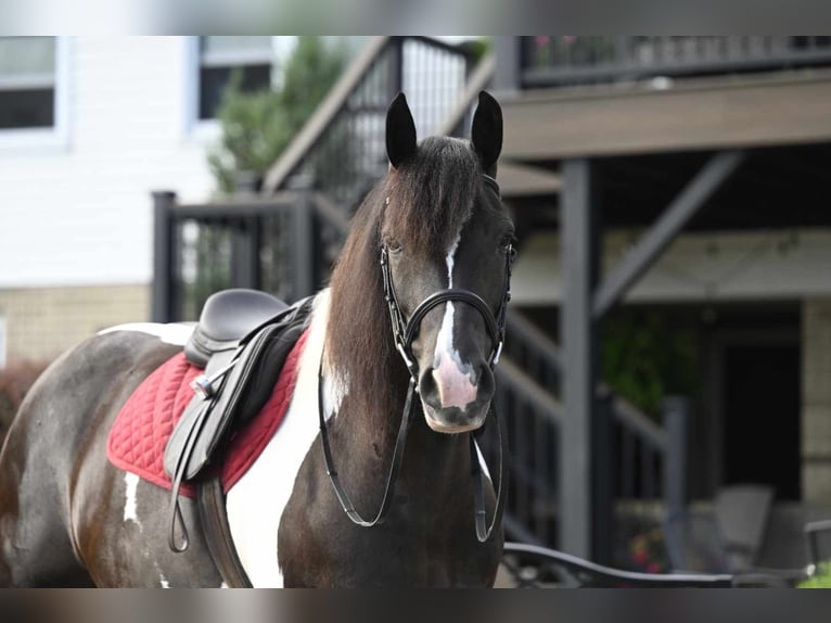 Fries paard Merrie 10 Jaar 152 cm Tobiano-alle-kleuren in Millersburg OH