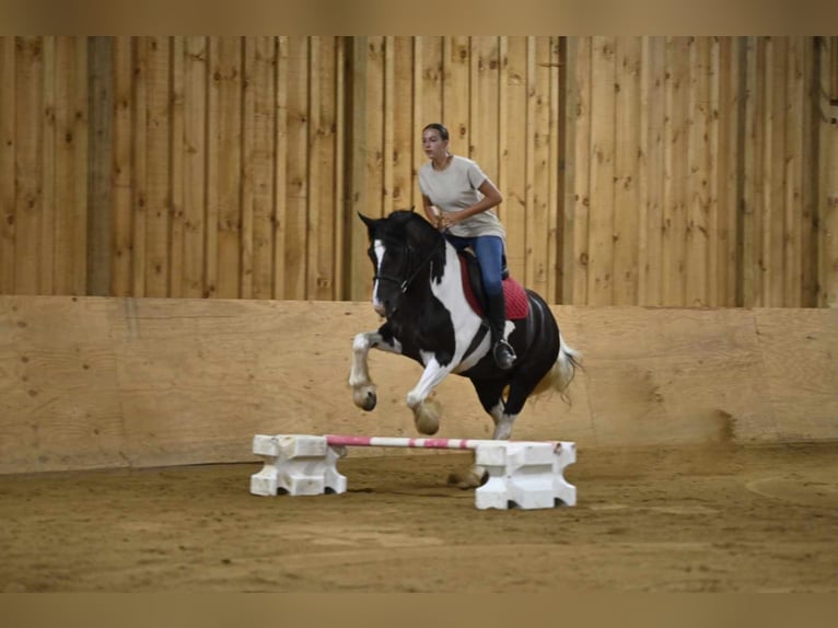 Fries paard Merrie 10 Jaar 152 cm Tobiano-alle-kleuren in Millersburg OH