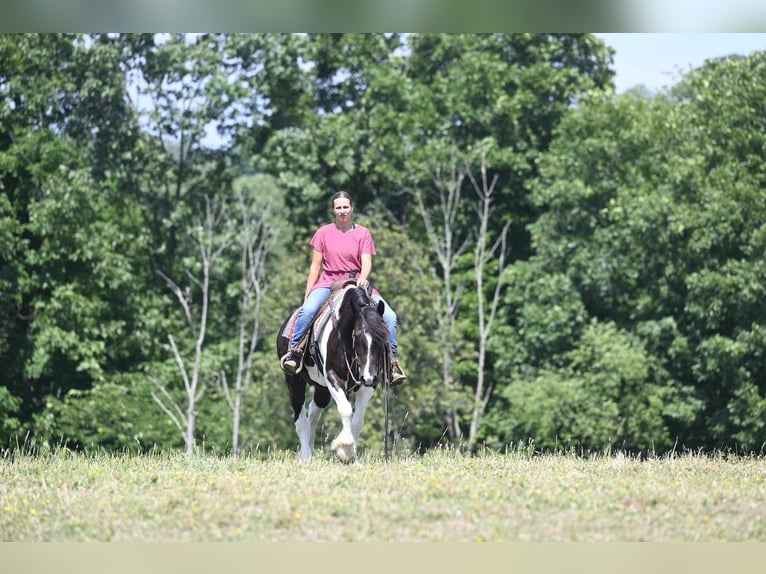 Fries paard Merrie 10 Jaar 152 cm Tobiano-alle-kleuren in Millersburg OH