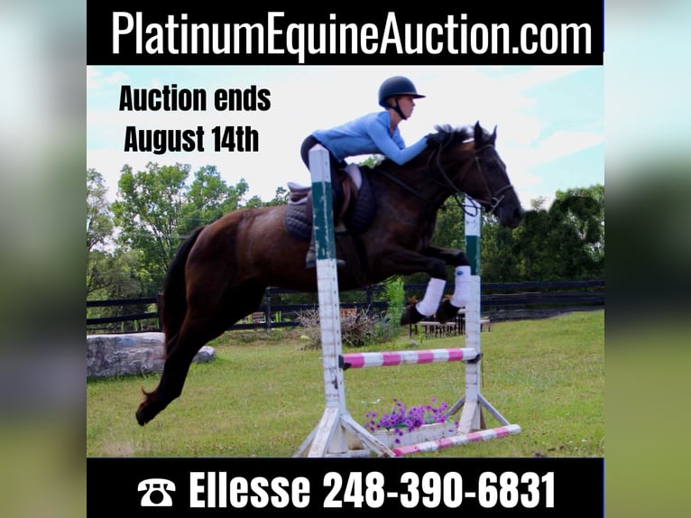Fries paard Merrie 10 Jaar 155 cm Zwart in Highland MI