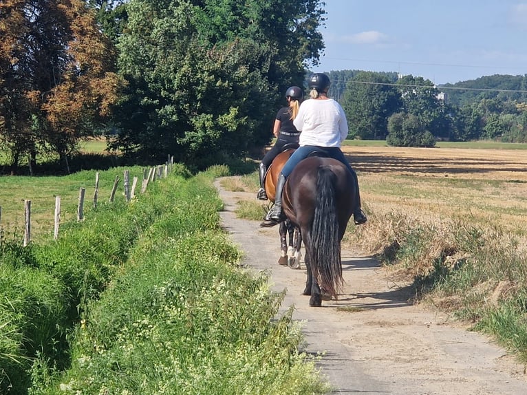 Fries paard Merrie 10 Jaar 155 cm Zwart in Unna