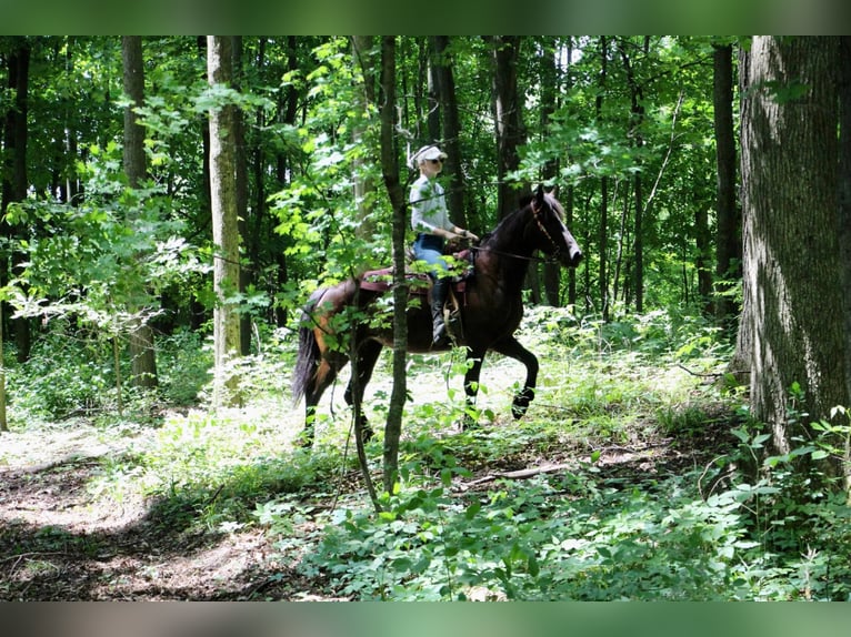 Fries paard Merrie 10 Jaar 155 cm Zwart in Highland MI