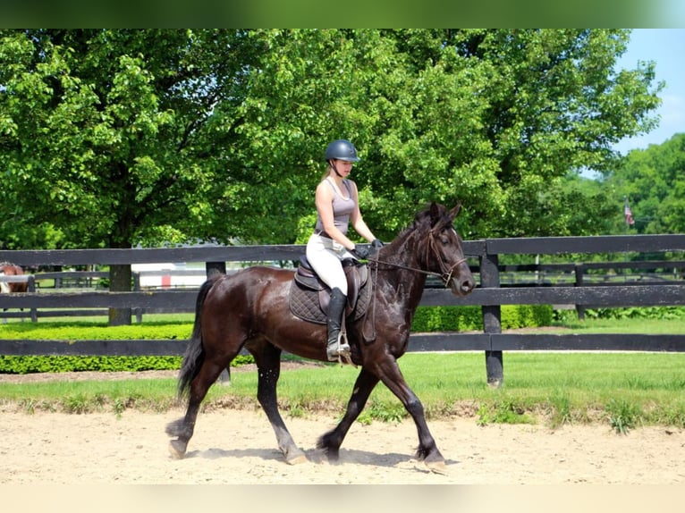 Fries paard Merrie 10 Jaar 155 cm Zwart in Highland MI