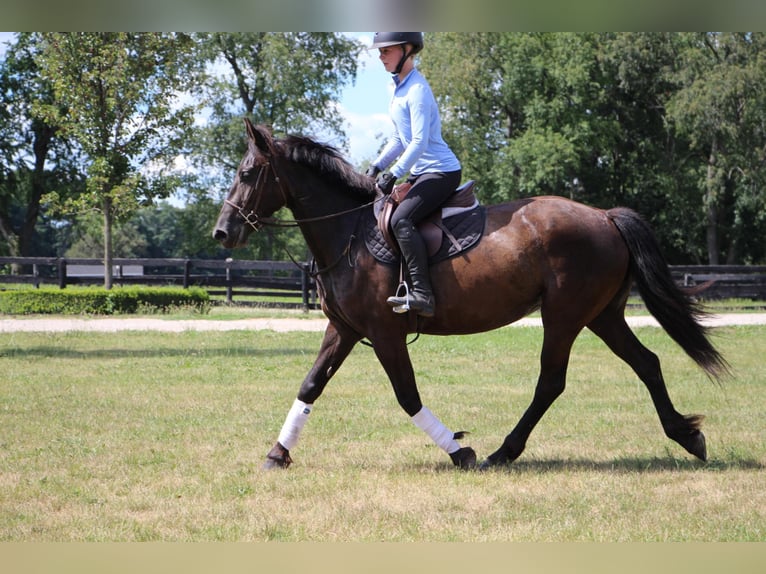 Fries paard Merrie 10 Jaar 155 cm Zwart in Highland MI