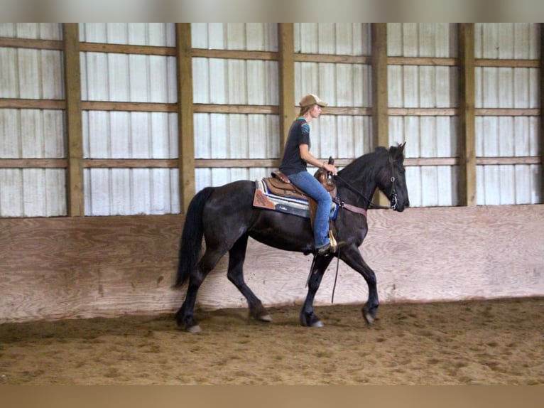 Fries paard Merrie 10 Jaar 155 cm Zwart in Highland MI