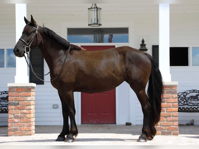 Fries paard Merrie 10 Jaar 155 cm Zwart in Highland MI