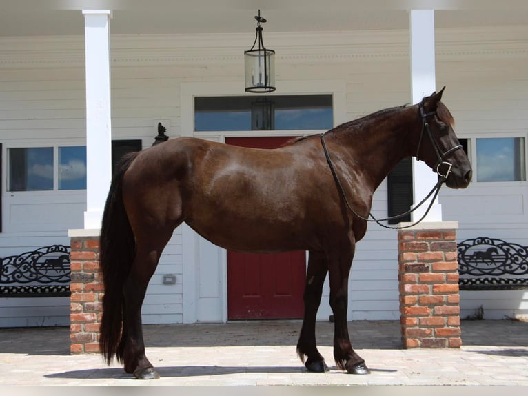 Fries paard Merrie 10 Jaar 155 cm Zwart in Highland MI