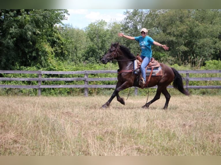 Fries paard Merrie 10 Jaar 155 cm Zwart in Highland MI