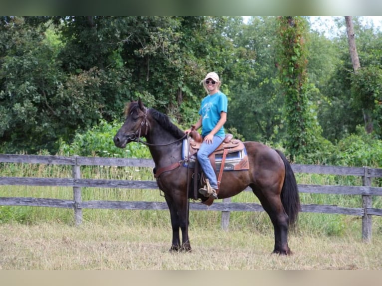 Fries paard Merrie 10 Jaar 155 cm Zwart in Highland MI