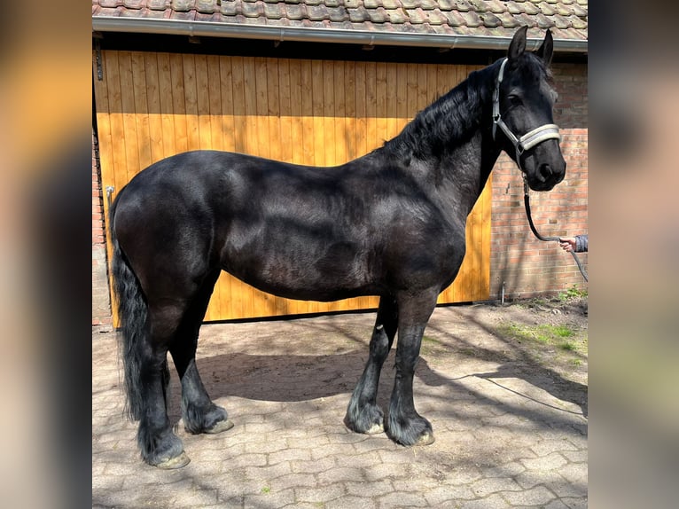 Fries paard Merrie 10 Jaar 157 cm Zwart in Varrel