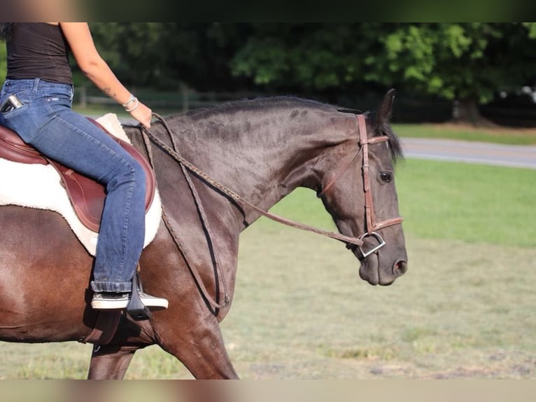 Fries paard Merrie 10 Jaar 157 cm Zwart in Marshall MO