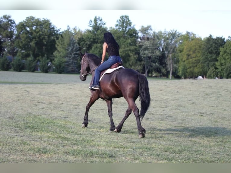 Fries paard Merrie 10 Jaar 157 cm Zwart in Marshall MO