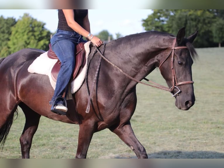 Fries paard Merrie 10 Jaar 157 cm Zwart in Marshall MO