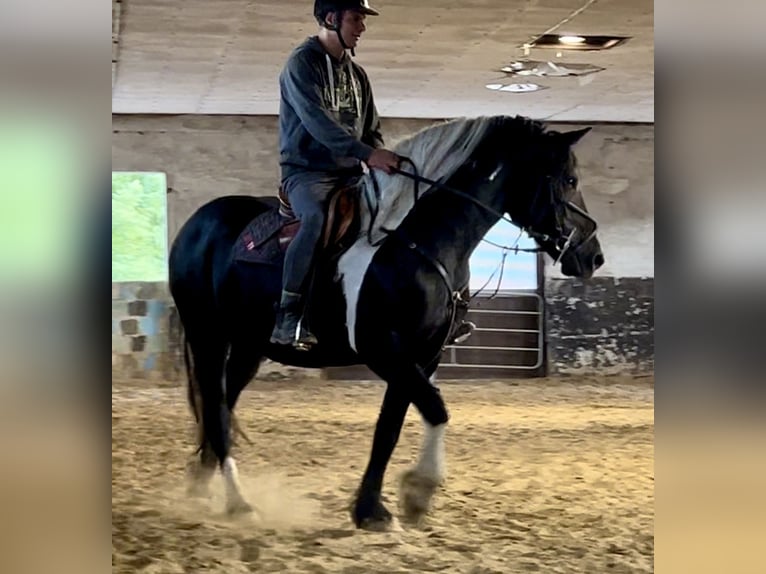 Fries paard Mix Merrie 10 Jaar 158 cm Gevlekt-paard in Görzke