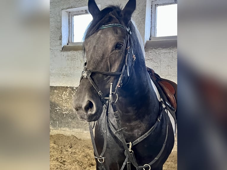 Fries paard Mix Merrie 10 Jaar 158 cm Gevlekt-paard in Görzke