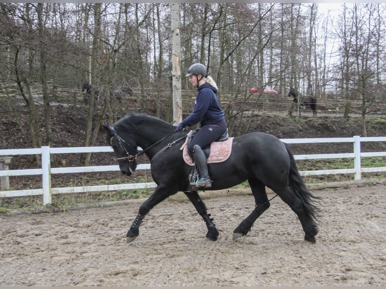 Fries paard Merrie 10 Jaar 158 cm Zwart in Großalmerode