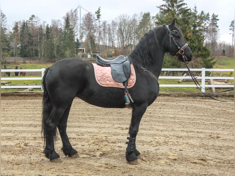 Fries paard Merrie 10 Jaar 158 cm Zwart in Großalmerode