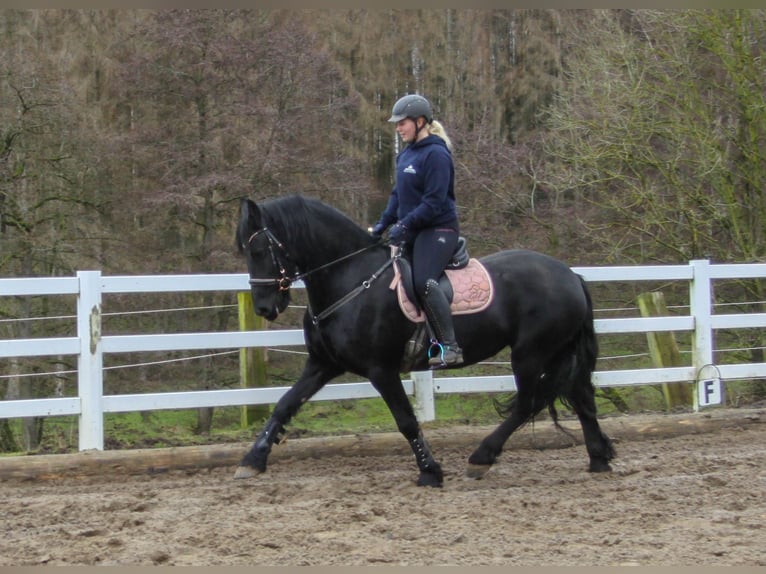 Fries paard Merrie 10 Jaar 158 cm Zwart in Großalmerode