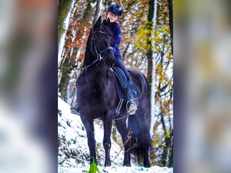 Fries paard Merrie 10 Jaar 160 cm Zwart in Nettersheim