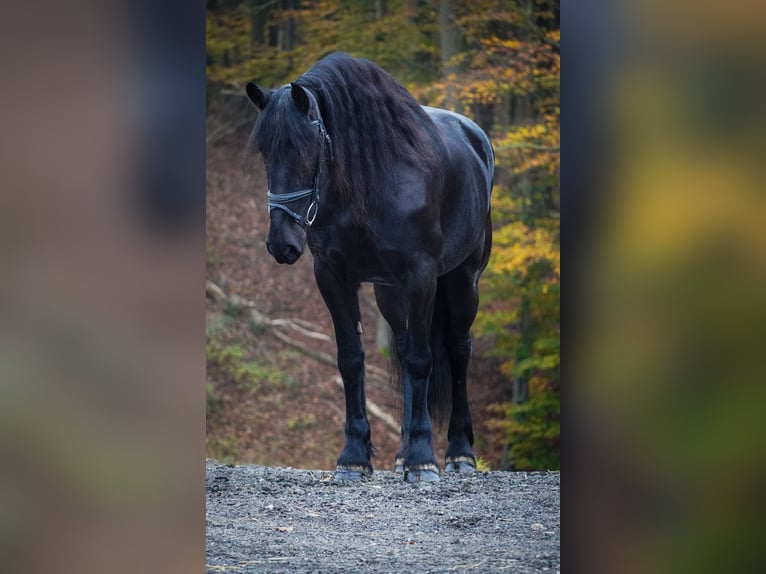 Fries paard Merrie 10 Jaar 160 cm Zwart in Nettersheim