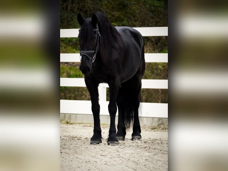 Fries paard Merrie 10 Jaar 160 cm Zwart in Nettersheim