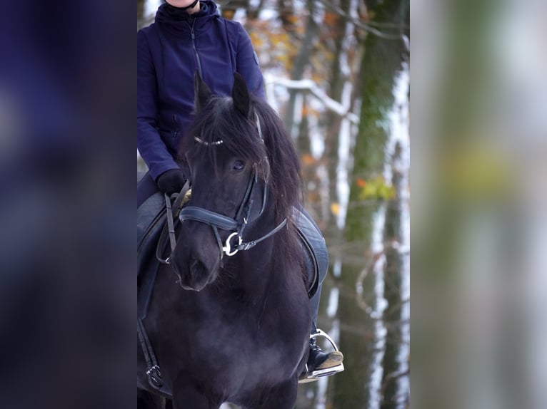 Fries paard Merrie 10 Jaar 160 cm Zwart in Nettersheim