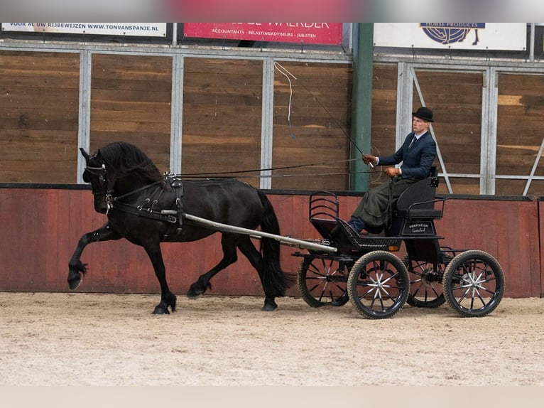 Fries paard Merrie 10 Jaar 162 cm Zwart in South Holland