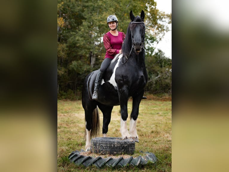 Fries paard Mix Merrie 10 Jaar 163 cm Tobiano-alle-kleuren in Wilson, WI