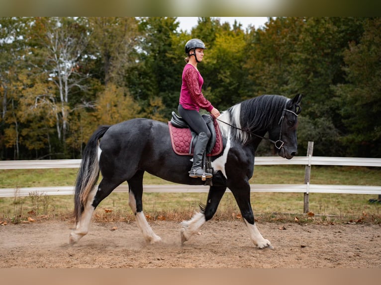 Fries paard Mix Merrie 10 Jaar 163 cm Tobiano-alle-kleuren in Wilson, WI